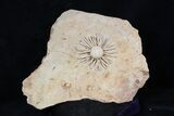 Wide Salenia Urchin Fossil - Late Cretaceous #39143-5